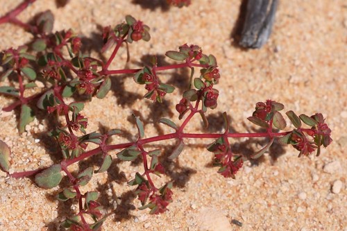 Euphorbia sharkoensis