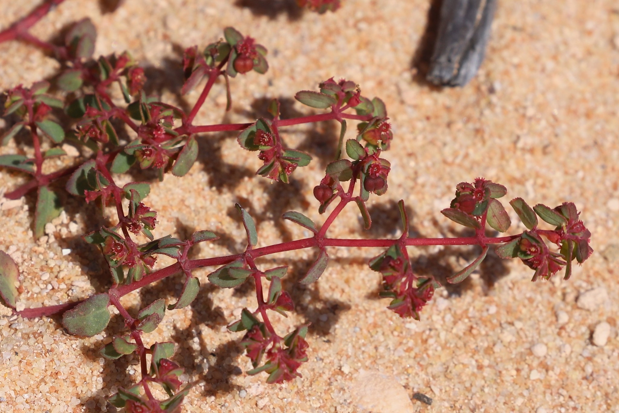 Euphorbia sharkoensis