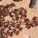 Euphorbia sharkoensis - Photo (c) Arthur Chapman, algunos derechos reservados (CC BY-NC-SA), subido por Arthur Chapman