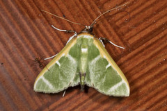 Glyphodes euchlorisalis