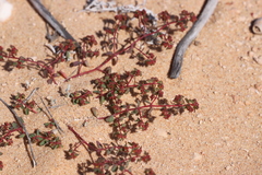 Euphorbia sharkoensis