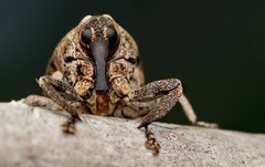 Eutyrhinus meditabundus