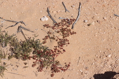 Euphorbia sharkoensis