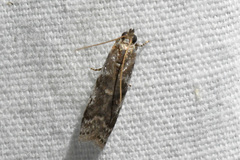 Acrobasis vaccinii