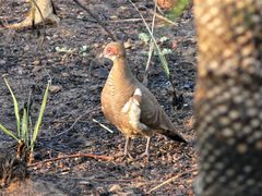 Geophaps smithii smithii