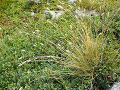 Oreochloa disticha