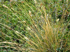 Oreochloa disticha
