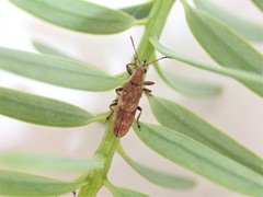 Rhicnobelus metallicus