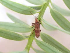 Rhicnobelus metallicus