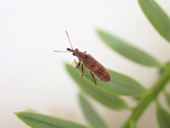 Rhicnobelus metallicus