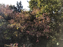 Clerodendrum trichotomum