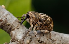 Eutyrhinus meditabundus