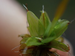 Syntrichia princeps
