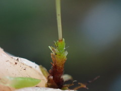 Syntrichia princeps
