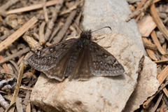 Erynnis telemachus