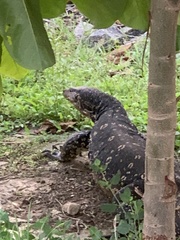 Varanus salvator salvator