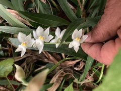 Cuitlauzina pulchella