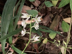 Cuitlauzina pulchella