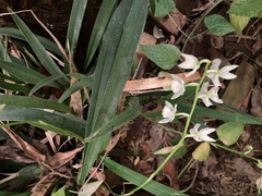Cuitlauzina pulchella