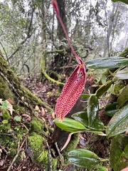 Restrepia guttulata