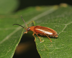 Conopalpus testaceus