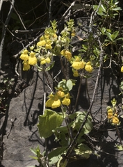 Calceolaria crenatiflora