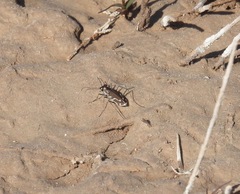 Cicindela tenuisignata