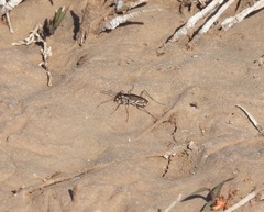 Cicindela tenuisignata