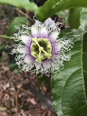 Passiflora edulis edulis