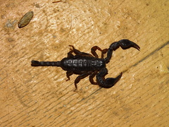 Euscorpius italicus