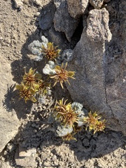 Hamadryas delfinii