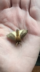 Paracles fusca
