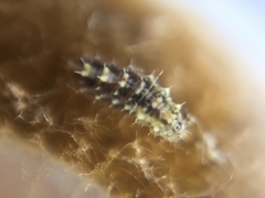 Lepidoptera