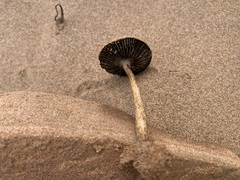 Psathyrella arenulina
