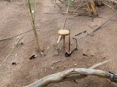Psathyrella arenulina