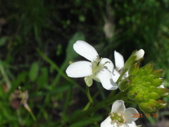 Rorippa dictyosperma