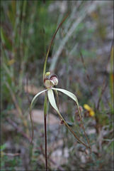 Caladenia orientalis