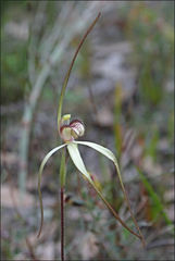 Caladenia orientalis