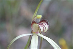 Caladenia orientalis