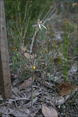 Caladenia orientalis