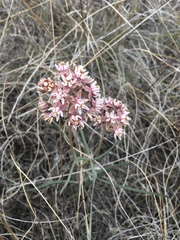 Asclepias fournieri