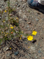 Menodora decemfida