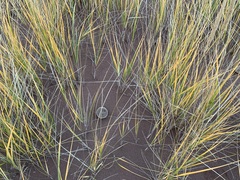 Melanoleuca cinereifolia