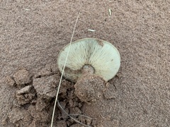 Melanoleuca cinereifolia