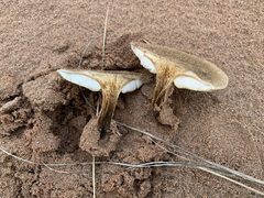 Melanoleuca cinereifolia