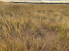 Melanoleuca cinereifolia