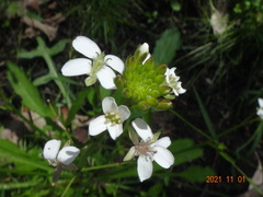 Rorippa dictyosperma