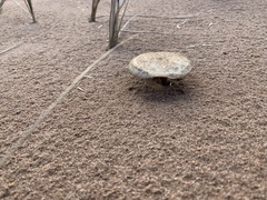 Melanoleuca cinereifolia