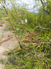 Prosopis flexuosa