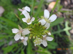 Rorippa dictyosperma